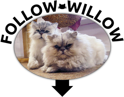 FOLLOW WILLOW
